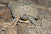 reptielentuin serpo foto