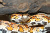 reptielentuin serpo foto