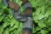 reptielentuin serpo foto