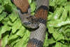 reptielentuin serpo foto