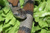 reptielentuin serpo foto