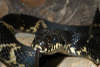 reptielentuin serpo foto