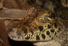 reptielentuin serpo foto