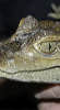 reptielenzoo serpo foto