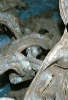 reptielenzoo serpo foto