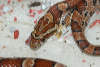 reptielentuin serpo foto