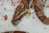 reptielentuin serpo foto