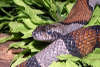 reptielentuin serpo foto