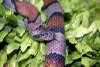 reptielentuin serpo foto