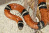 reptielen dierenpark serpo foto