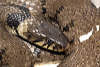 reptielen dierenpark serpo foto
