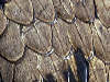 reptielen dierenpark serpo foto