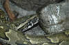 reptielen dierenpark serpo foto