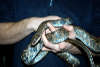 reptielen dierenpark serpo foto