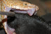 reptielen dierenpark serpo foto