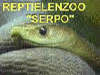 reptielenzoo serpo foto