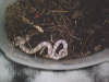 reptielen dierenpark serpo foto
