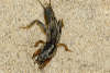 reptielentuin serpo foto
