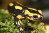 reptielentuin serpo foto