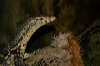 reptielentuin serpo foto