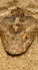 reptielenzoo serpo foto