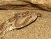 reptielenzoo serpo foto