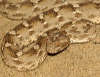 reptielenzoo serpo foto